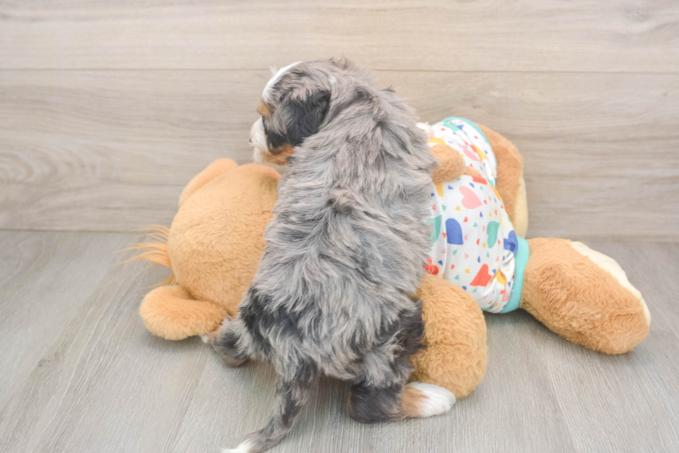 Mini Bernedoodle Pup Being Cute
