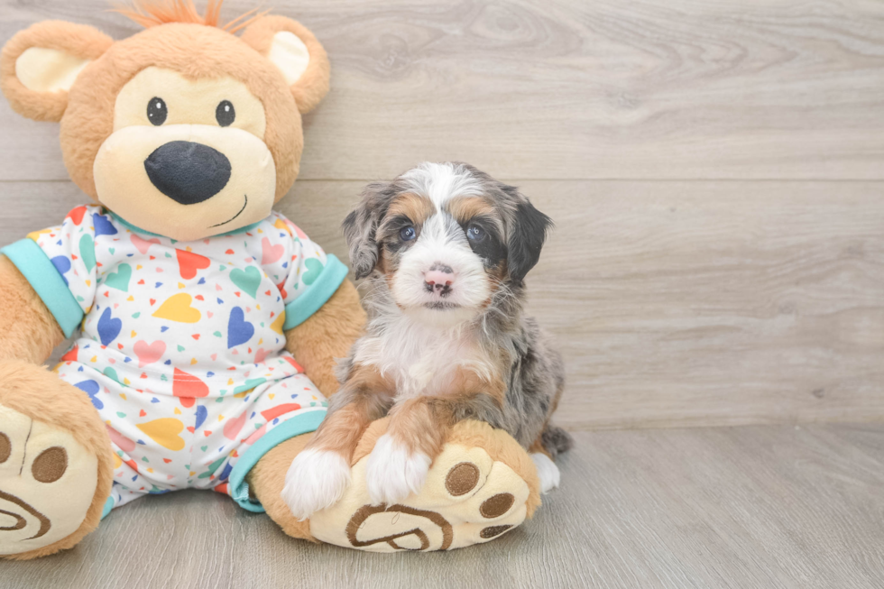 Mini Bernedoodle Puppy for Adoption
