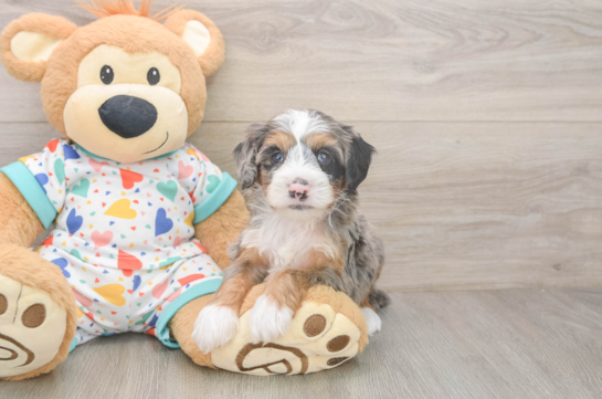 Mini Bernedoodle Puppy for Adoption