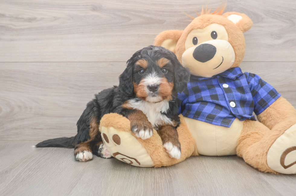 5 week old Mini Bernedoodle Puppy For Sale - Premier Pups