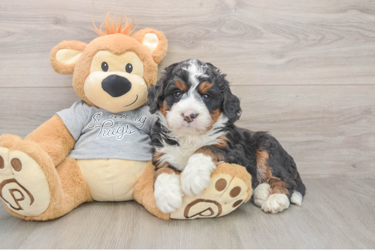 Popular Mini Bernedoodle Poodle Mix Pup