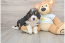 Fluffy Mini Bernedoodle Poodle Mix Pup