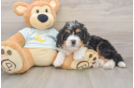 Best Mini Bernedoodle Baby