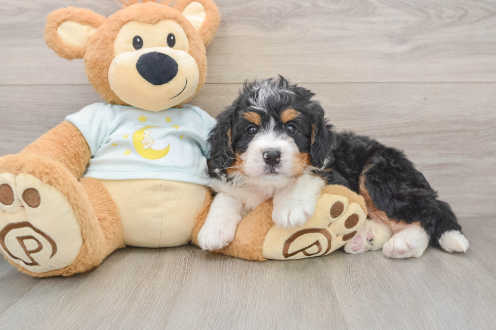 Best Mini Bernedoodle Baby