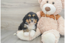 Fluffy Mini Bernedoodle Poodle Mix Pup