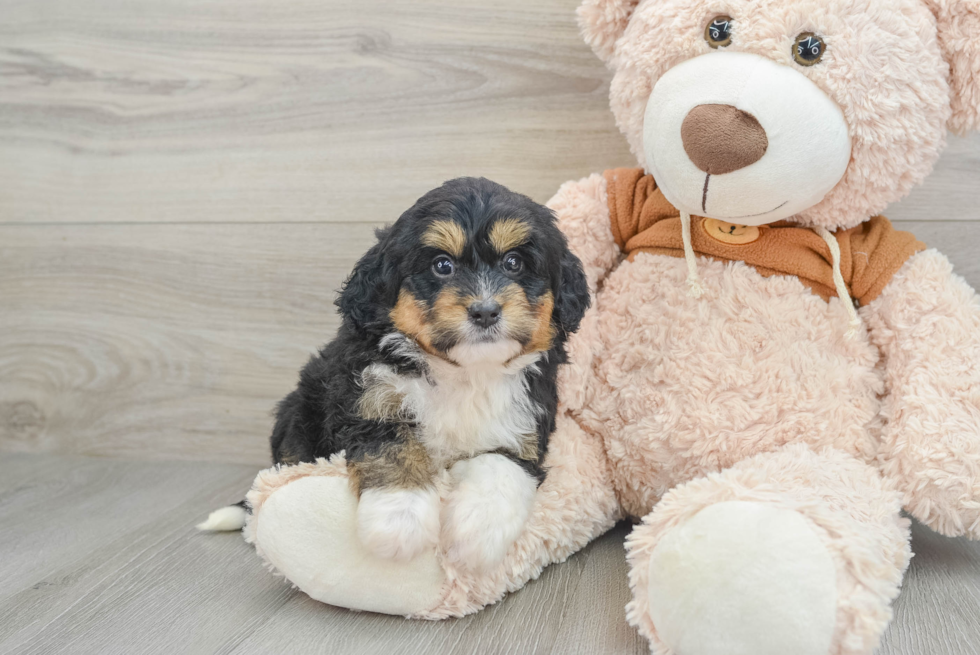 Fluffy Mini Bernedoodle Poodle Mix Pup