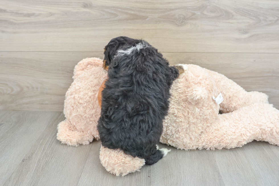 Smart Mini Bernedoodle Poodle Mix Pup