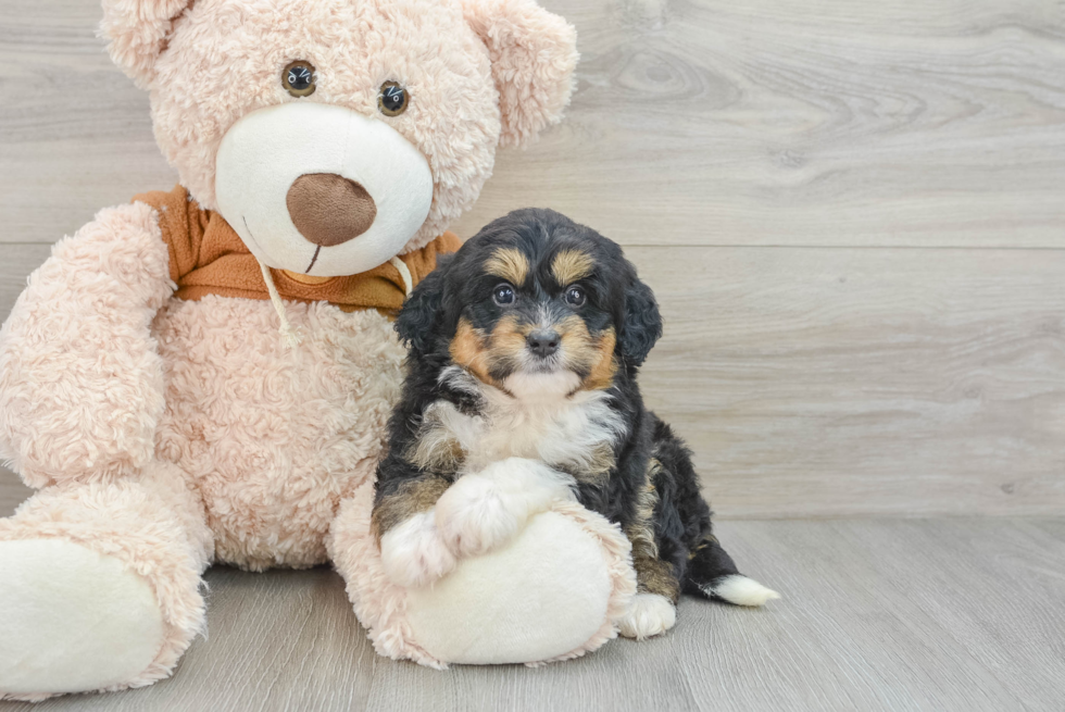 Best Mini Bernedoodle Baby