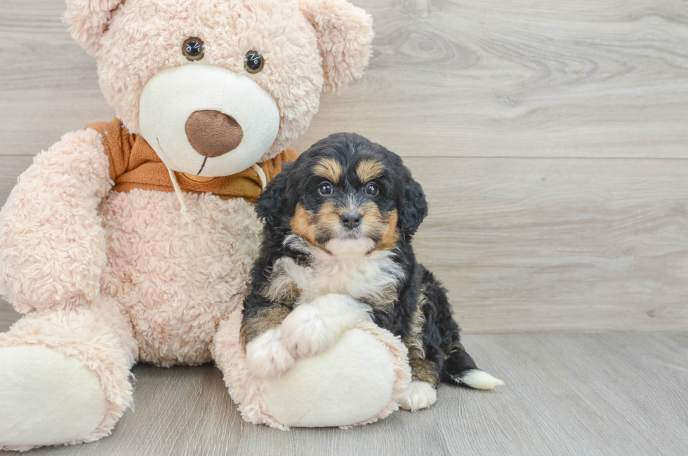 5 week old Mini Bernedoodle Puppy For Sale - Premier Pups