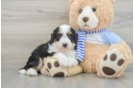 Adorable Mini Bernese Poodle Poodle Mix Puppy