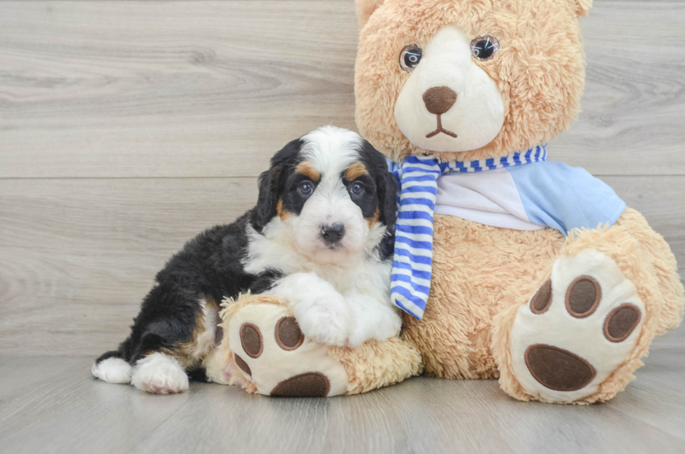 5 week old Mini Bernedoodle Puppy For Sale - Premier Pups