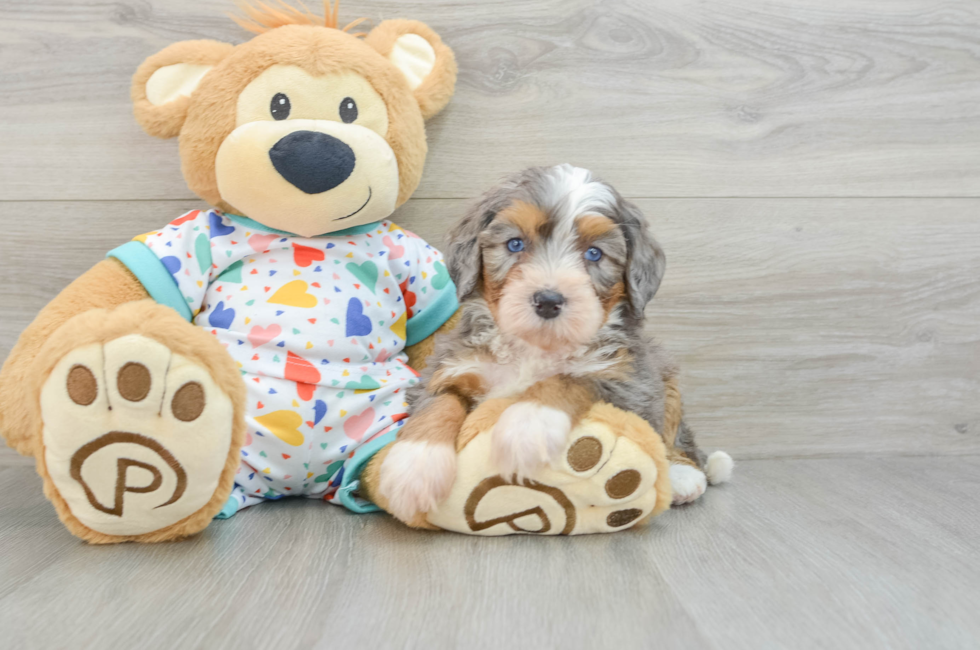 6 week old Mini Bernedoodle Puppy For Sale - Premier Pups