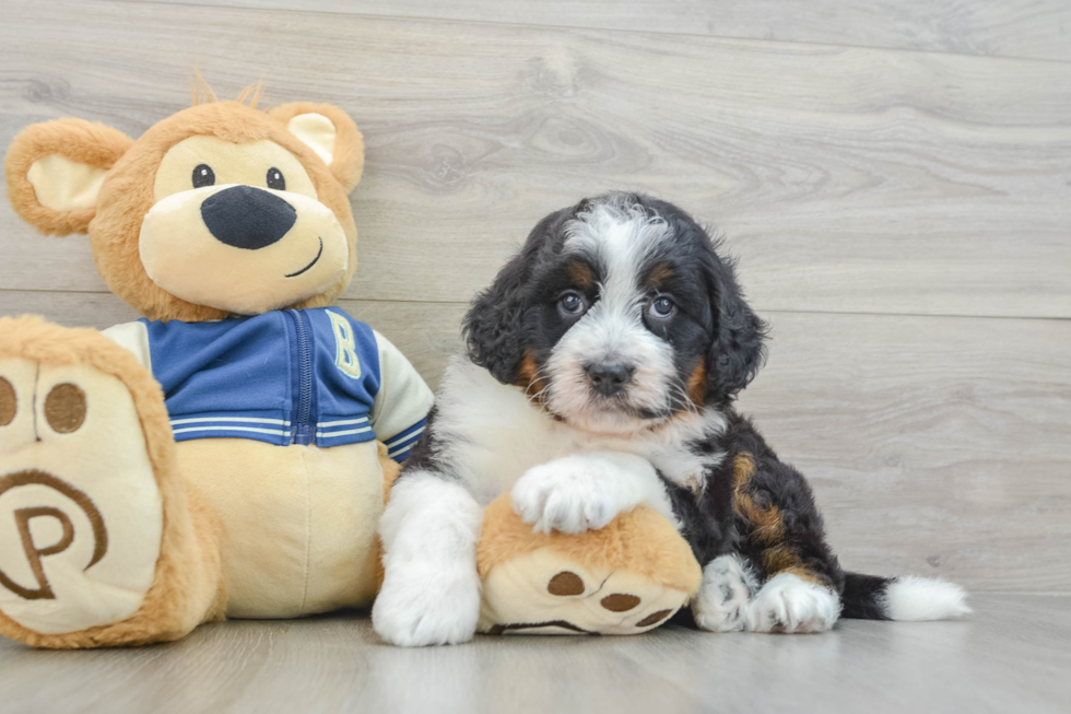 Best Mini Bernedoodle Baby