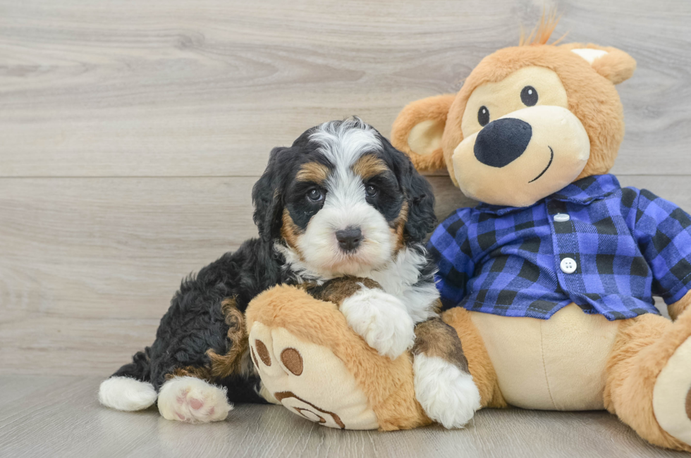 5 week old Mini Bernedoodle Puppy For Sale - Premier Pups