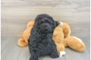 Best Mini Bernedoodle Baby