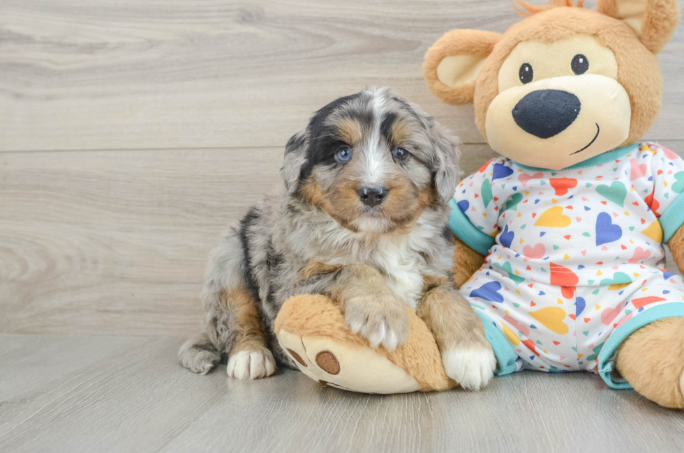 5 week old Mini Bernedoodle Puppy For Sale - Premier Pups