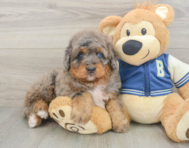 5 week old Mini Bernedoodle Puppy For Sale - Premier Pups