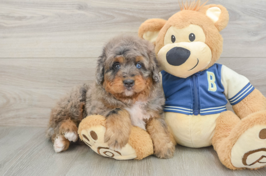 Mini Bernedoodle Pup Being Cute