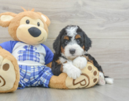 5 week old Mini Bernedoodle Puppy For Sale - Premier Pups