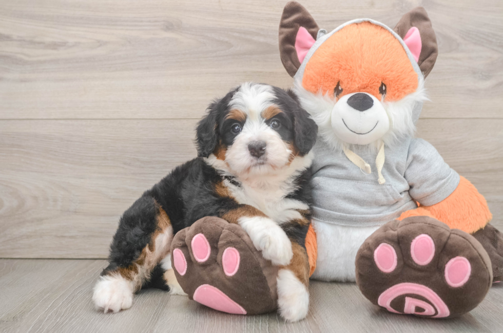 5 week old Mini Bernedoodle Puppy For Sale - Premier Pups