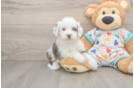 Mini Bernedoodle Pup Being Cute