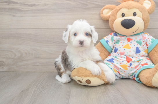 Mini Bernedoodle Pup Being Cute