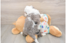 Small Mini Bernedoodle Baby
