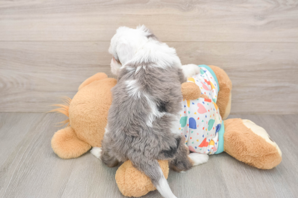 Small Mini Bernedoodle Baby