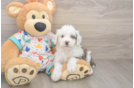 Mini Bernedoodle Pup Being Cute