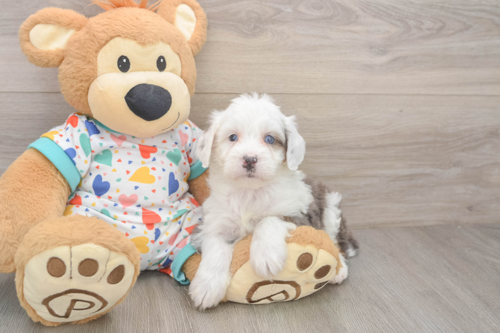 Mini Bernedoodle Pup Being Cute