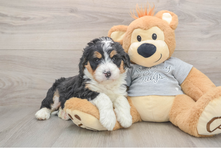 Cute Mini Bernedoodle Baby
