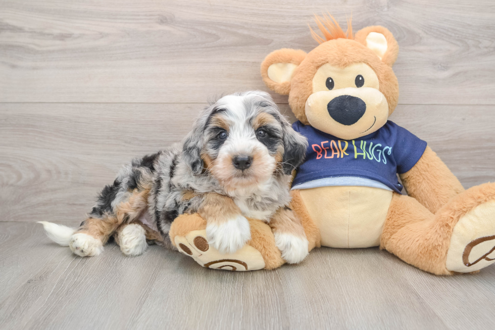 Popular Mini Bernedoodle Poodle Mix Pup