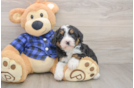 Smart Mini Bernedoodle Poodle Mix Pup