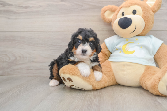 Fluffy Mini Bernedoodle Poodle Mix Pup