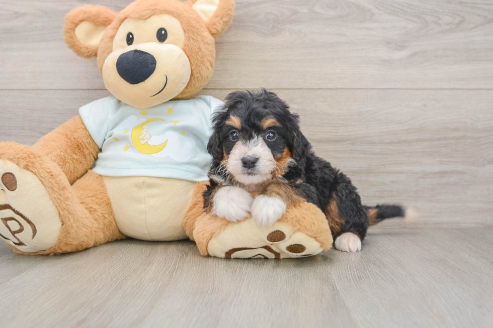 Mini Bernedoodle Puppy for Adoption