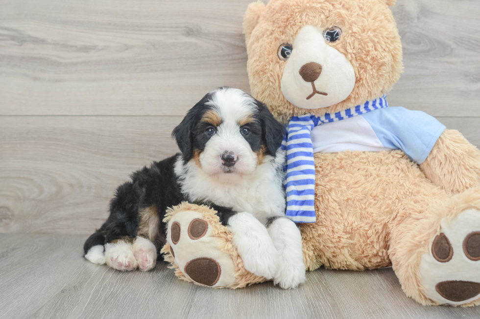 Mini Bernedoodle Pup Being Cute