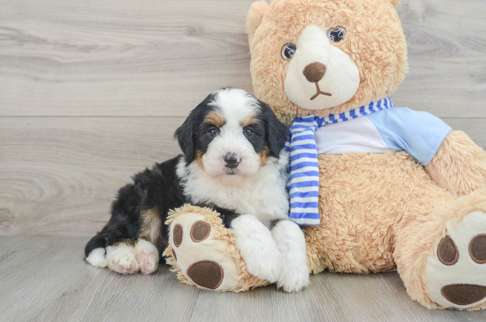 5 week old Mini Bernedoodle Puppy For Sale - Premier Pups