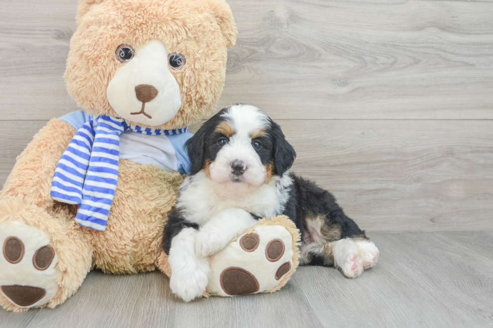 Sweet Mini Bernedoodle Baby