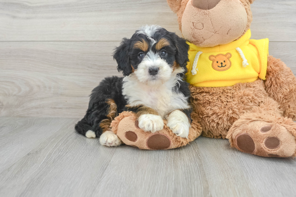 Little Bernadoodle Poodle Mix Puppy