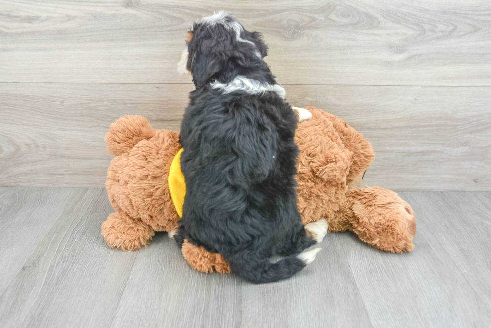 Fluffy Mini Bernedoodle Poodle Mix Pup