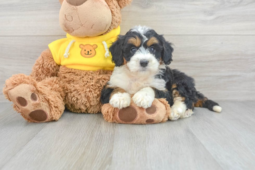 Mini Bernedoodle Puppy for Adoption