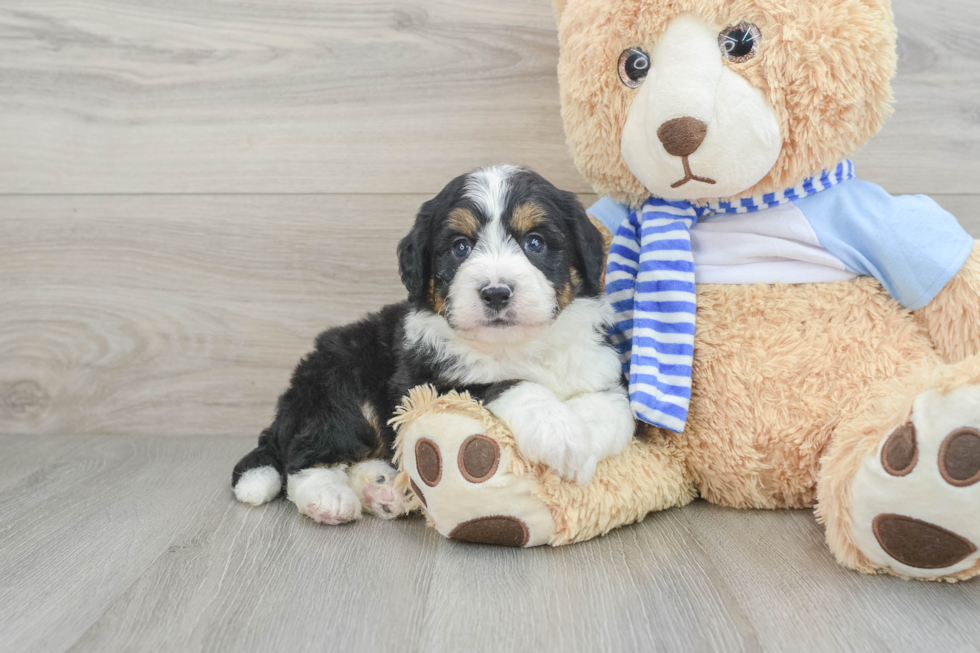 Mini Bernedoodle Pup Being Cute