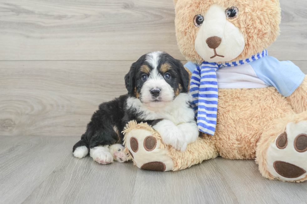 5 week old Mini Bernedoodle Puppy For Sale - Premier Pups