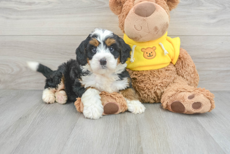 Mini Bernedoodle Puppy for Adoption