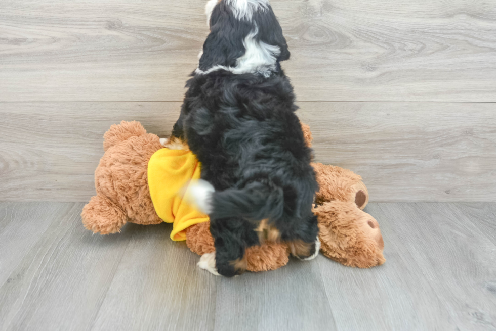 Mini Bernedoodle Puppy for Adoption