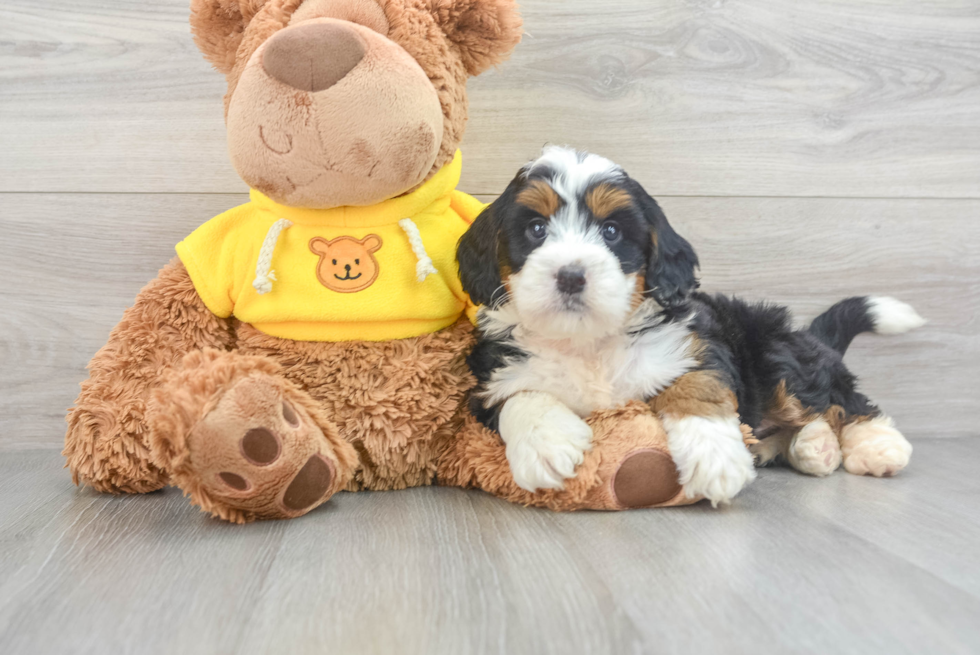 Fluffy Mini Bernedoodle Poodle Mix Pup