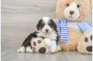 Mini Bernedoodle Puppy for Adoption