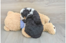 Best Mini Bernedoodle Baby