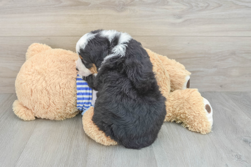 Best Mini Bernedoodle Baby