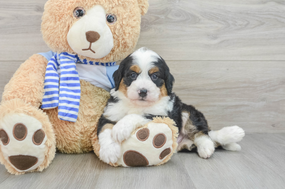 5 week old Mini Bernedoodle Puppy For Sale - Premier Pups